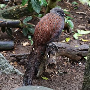 Mountain Peacock-Pheasant (Polyplectron inopinatum)