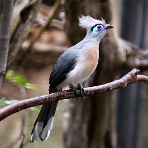 Crested Coua