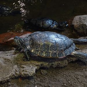 Slider/cooter (Eberswalde)