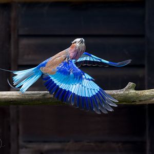 Lilac Breasted Roller / Hamerton / 24-4-25