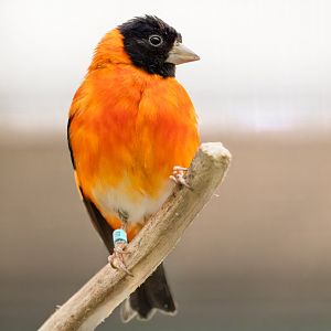 Red Siskin / Hamerton / 24-4-25