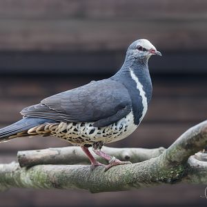 Wonga Pigeon / Hamerton / 24-4-25