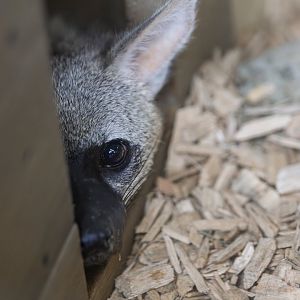 Southern Aardwolf / Hamerton / 24-4-25