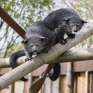 Javan Binturongs / Hamerton / 24-4-25