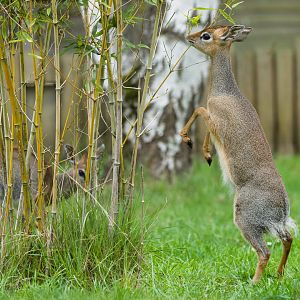 Kirk's dik-dik (juvenile female) / Hamerton / 24-4-25
