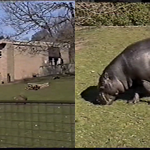 Pygmy Hippo (2002)