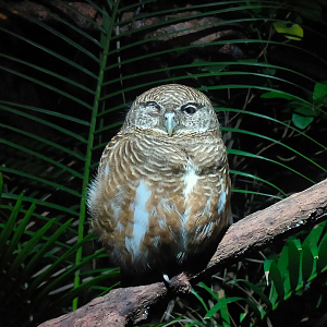 Collared Owlet (Taenioptynx brodiei)