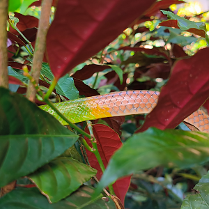 Wild Red-Tailed Racer (Gonyosoma oxycephalum)