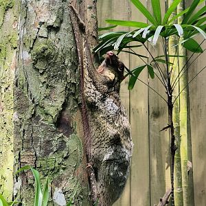 Wild Malayan Colugo (Galeopterus variegatus)