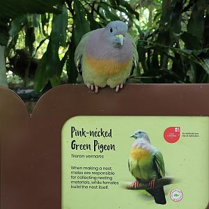Pink-Necked Green Pigeon (Treron vernans)
