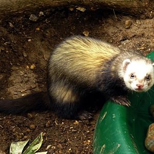 Ferret