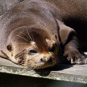 Giant Otter
