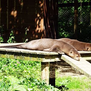 Giant Otters