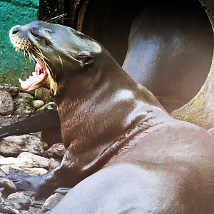 Giant Otter