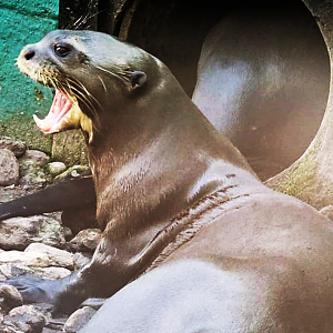 Giant Otter