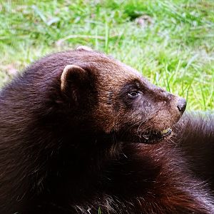 Bodie the Wolverine
