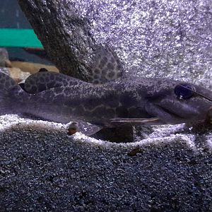 Guinean Giraffe Catfish (Auchenoglanis sp. 'Bouche')