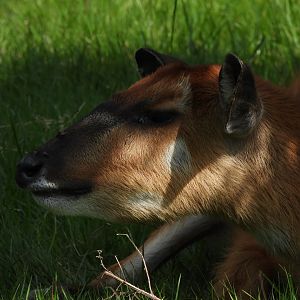 Sitatunga