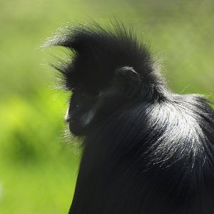 Francois' Langur