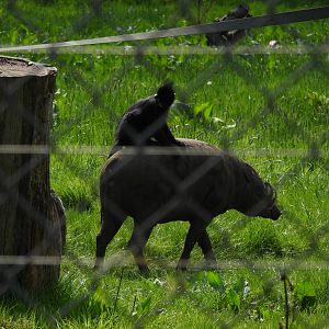Langur & Babirusa