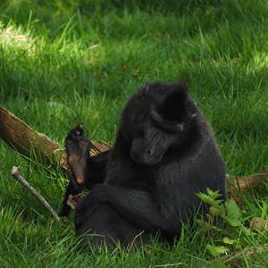 Sulawesi Crested Macaque