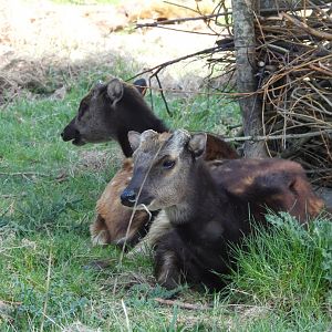 Visayan Spotted Deer