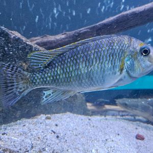 Petrochromis sp. "Kasumbe Rainbow"