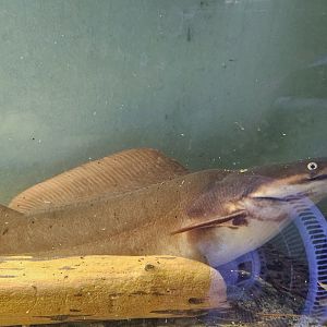 Vundu (Heterobranchus longifilis)