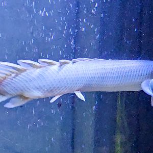 Southern Senegal Bichir (Polypterus senegalus meridionalis)