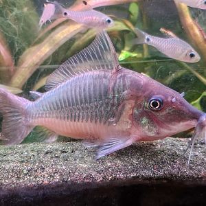 Hognose Emerald Catfish (Brochis multiradiatus)