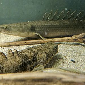 Laprade's Bichir (*Polypterus bichir lapradei) and Saddled Bichir (Polypterus endlicheri)