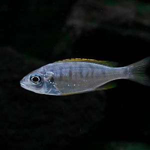 Ophthalmotilapia nasuta