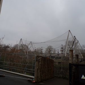View of Snowdon aviary 11.2.25
