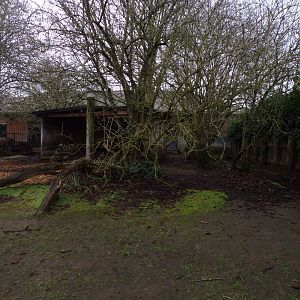 Pygmy hippo enclosure 11.2.25