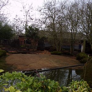 Pygmy hippo enclosure 11.2.25
