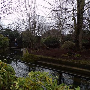 Pygmy hippo enclosure 11.2.25