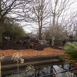 Pygmy hippo enclosure 11.2.25