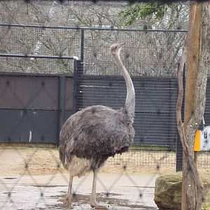 Female ostrich 11.2.25
