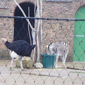 Ostrich and zebra 11.2.25