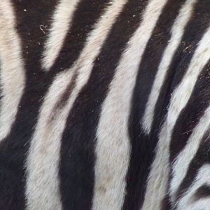 Zebra closeup 11.2.25