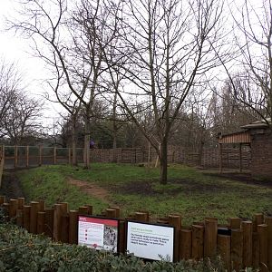 Okapi and red forest duiker enclosure 11.2.25