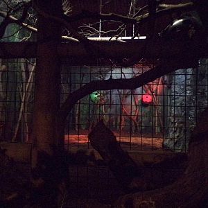 Okapi indoors 11.2.25