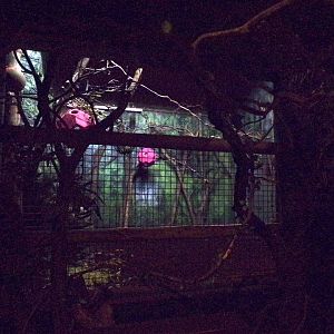 Okapi indoors 11.2.25