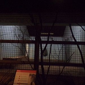 Zebra indoors 11.2.25