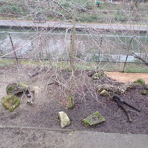 Warthog enclosure 11.2.25