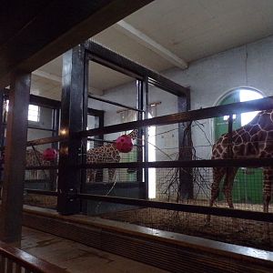 giraffe indoors 11.2.25