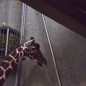 Rothschild’s giraffe 11.2.25