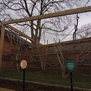 Black and white colobus holding cage  11.2.25