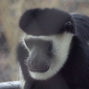 Black and white colobus 11.2.25