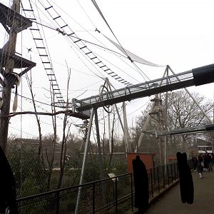 View of black and white colobus overhead tunnel access to indoor area 11.2.25